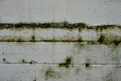 Gutter-cleaning-wall-damage-prevention